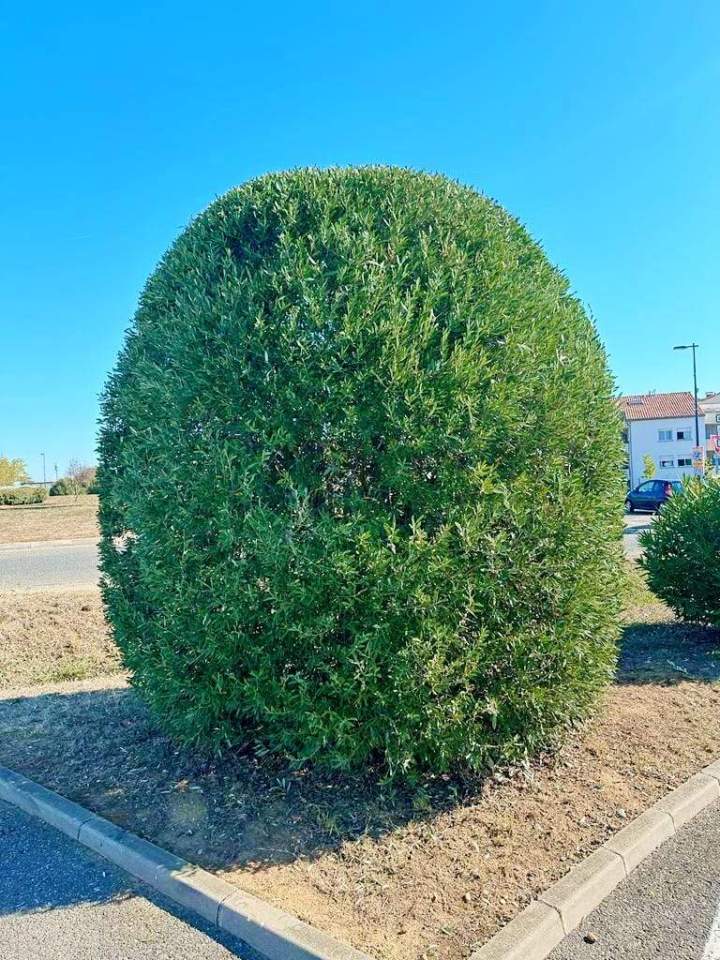Aménagement d’espaces verts Muret
