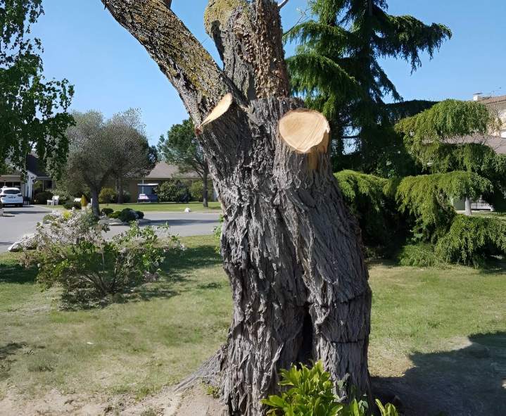 Abattage sécurisé Muret