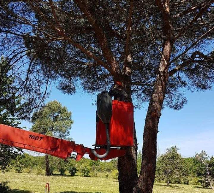 Taille arbre Muret