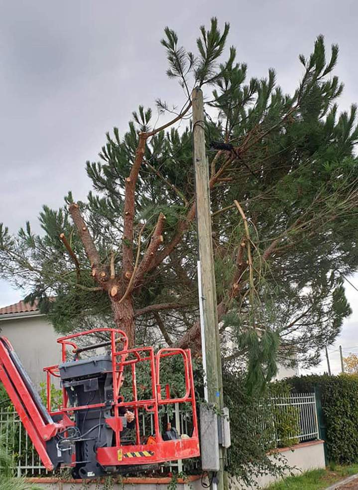 Abattage d'arbre Muret
