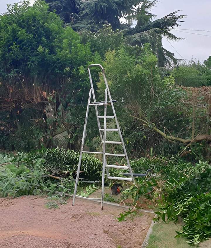Soin des arbres, sécurité et esthétisme